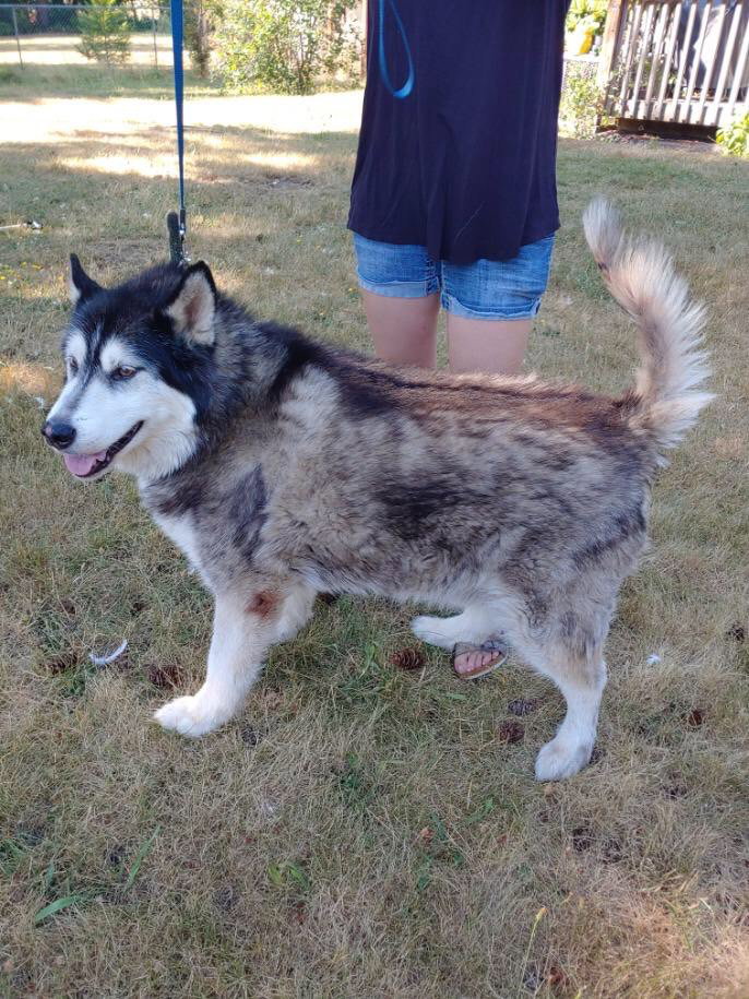 dog-image