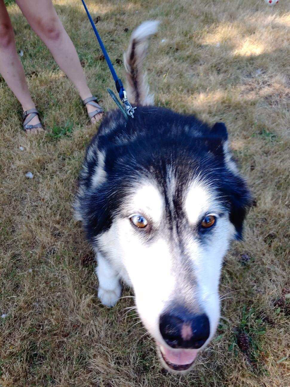 dog-image