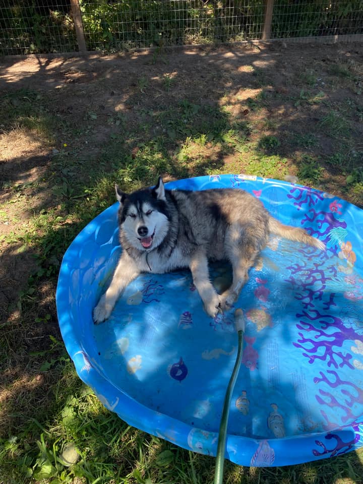 dog-image