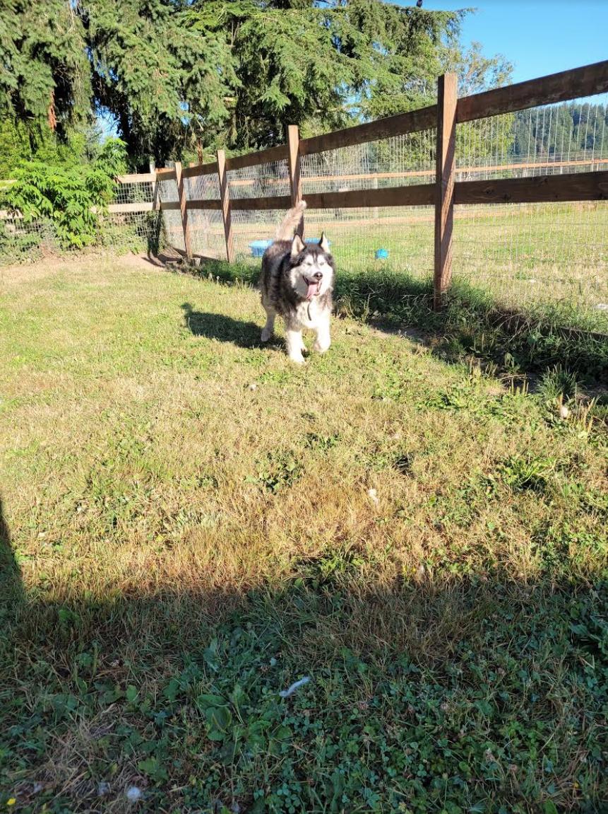 dog-image