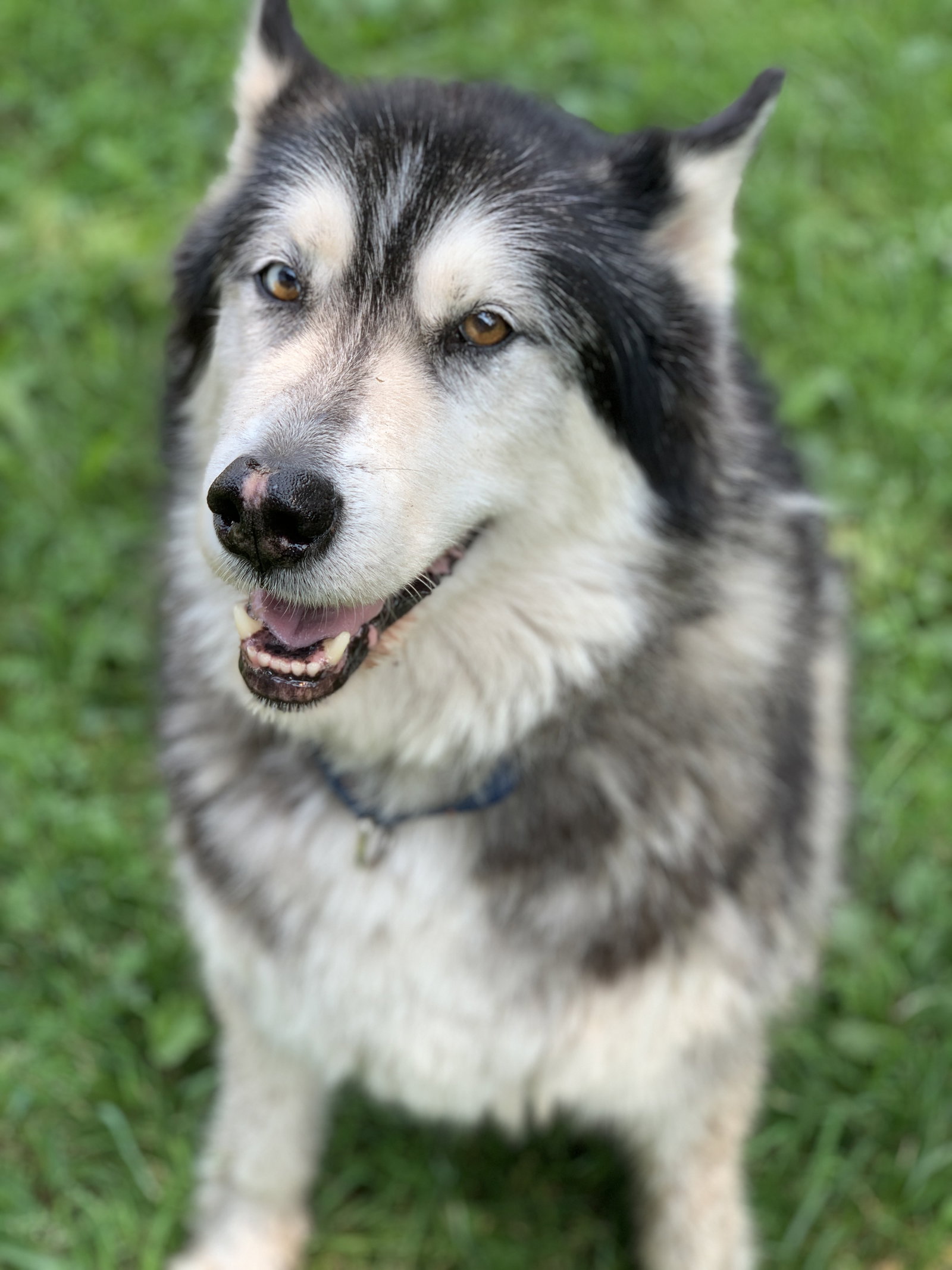dog-image