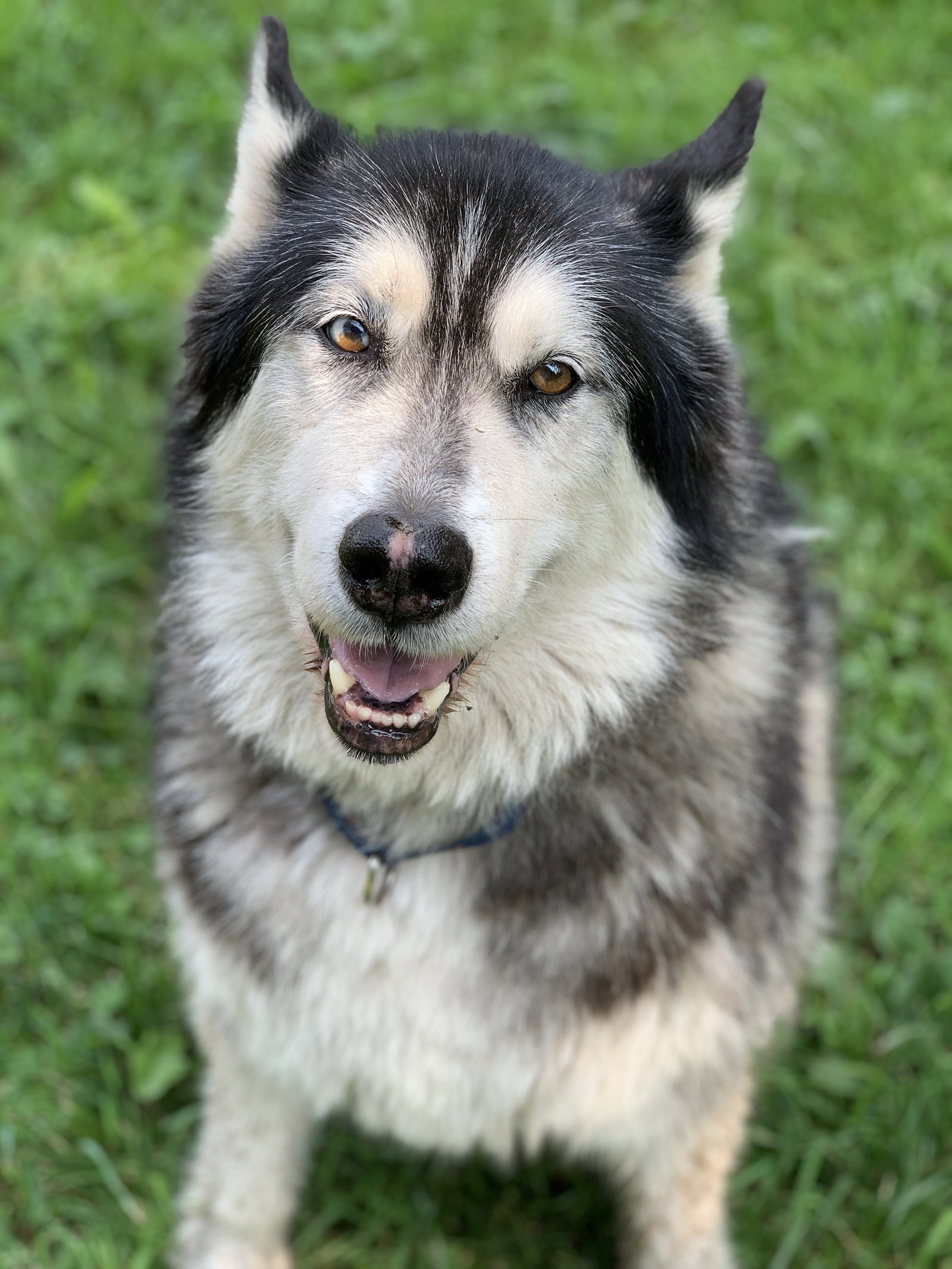 dog-image