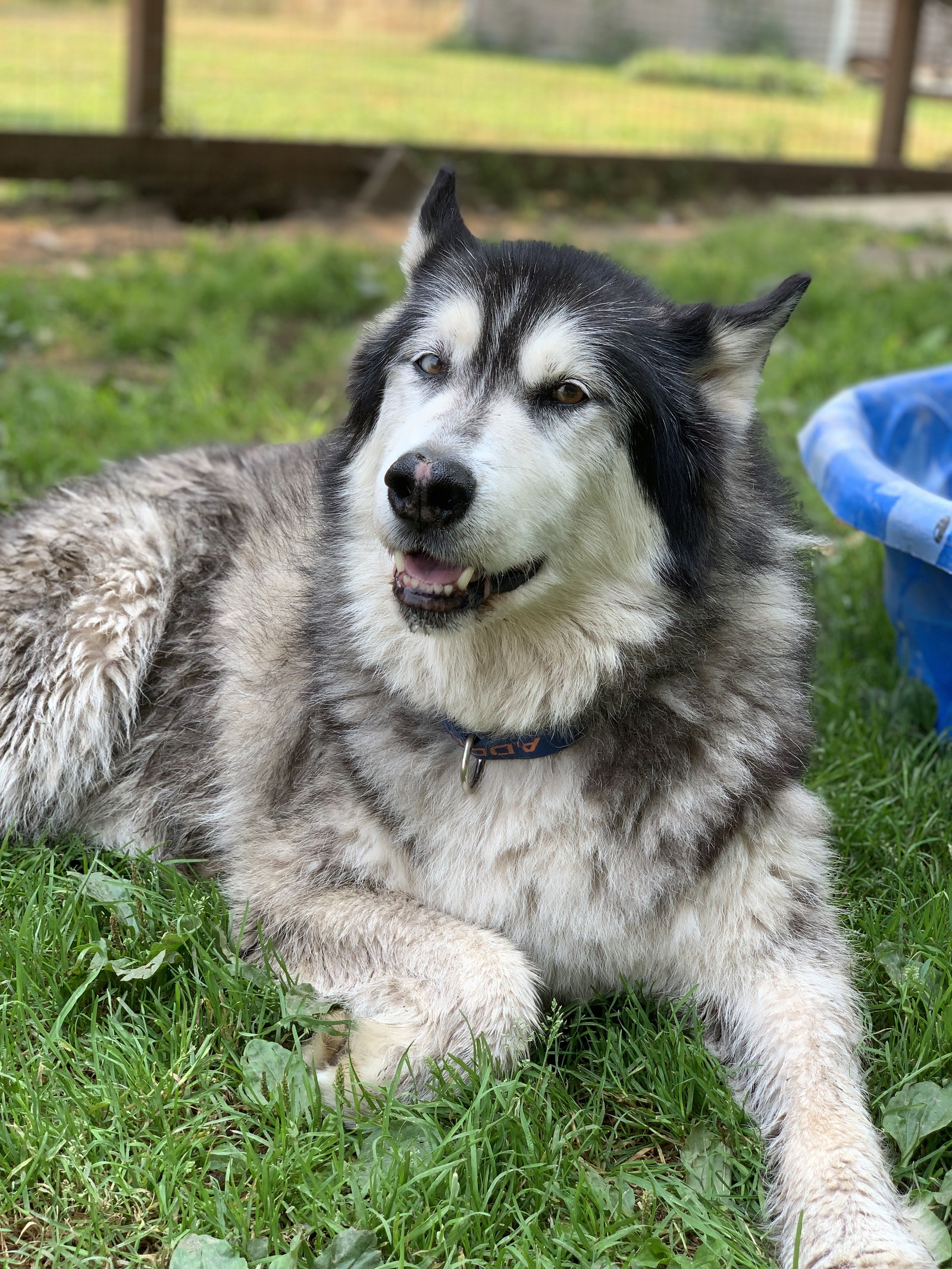 dog-image