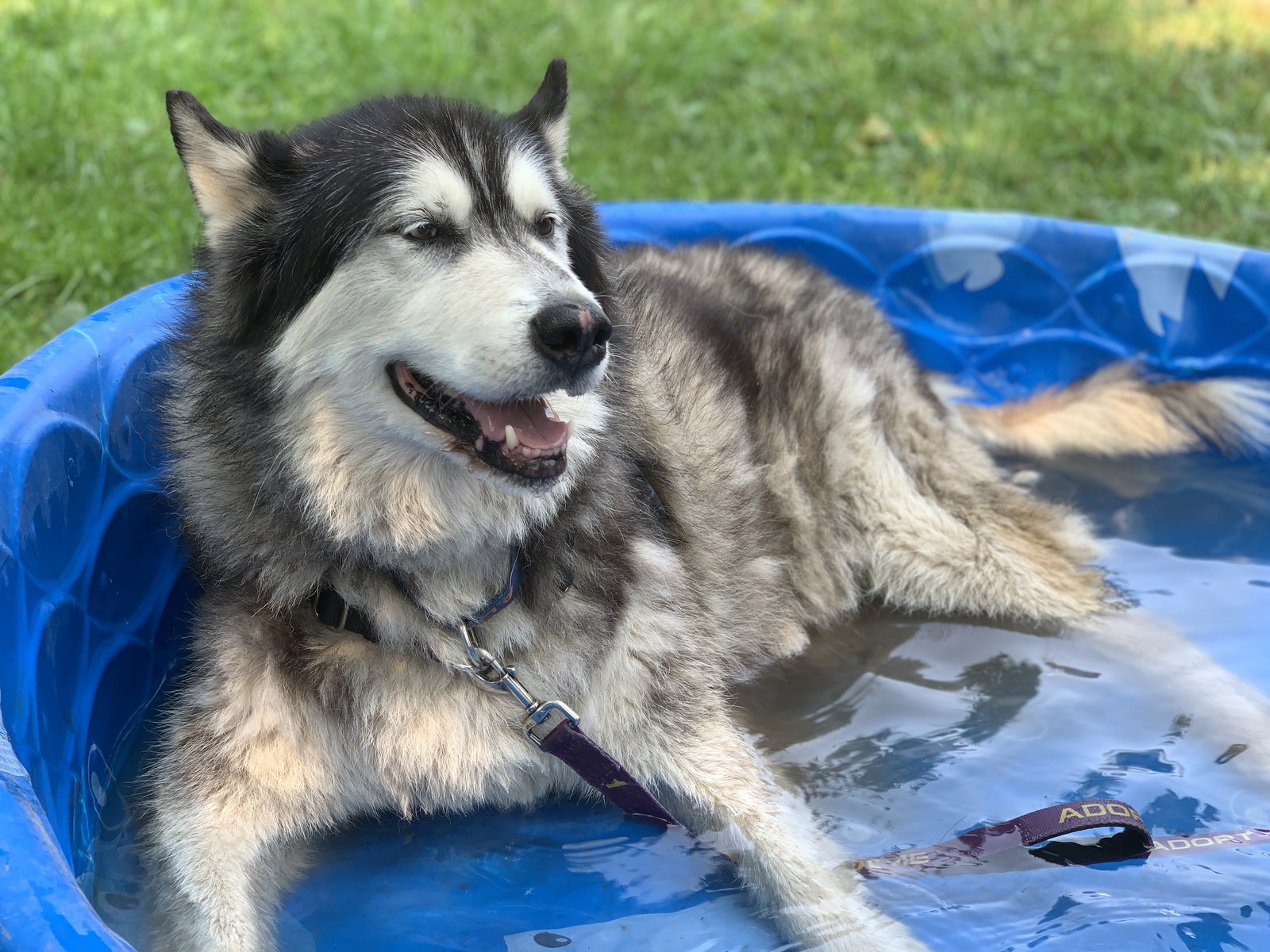 dog-image