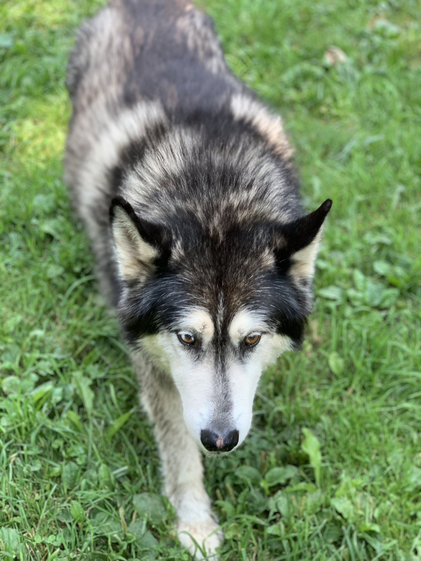 dog-image