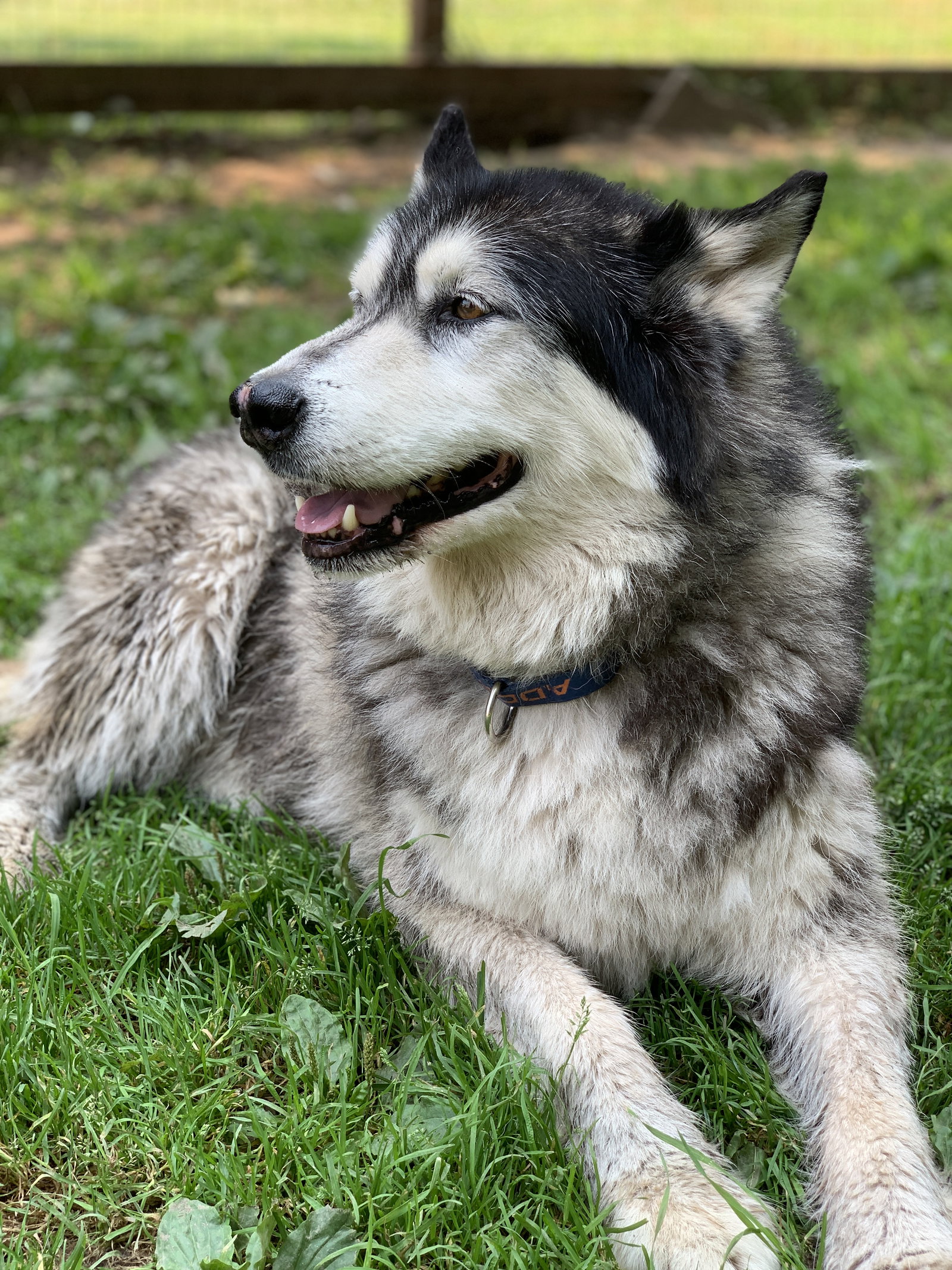 dog-image