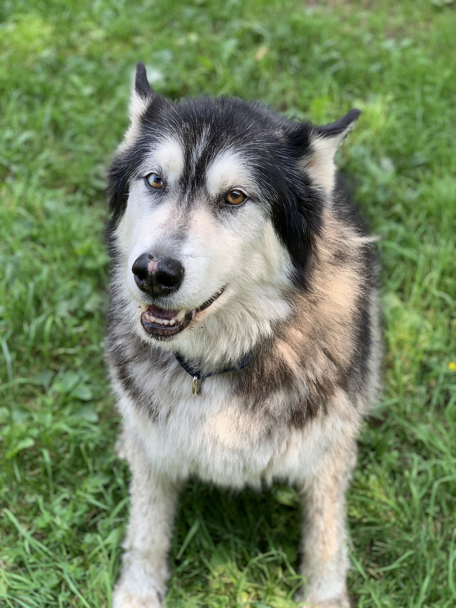 dog-image