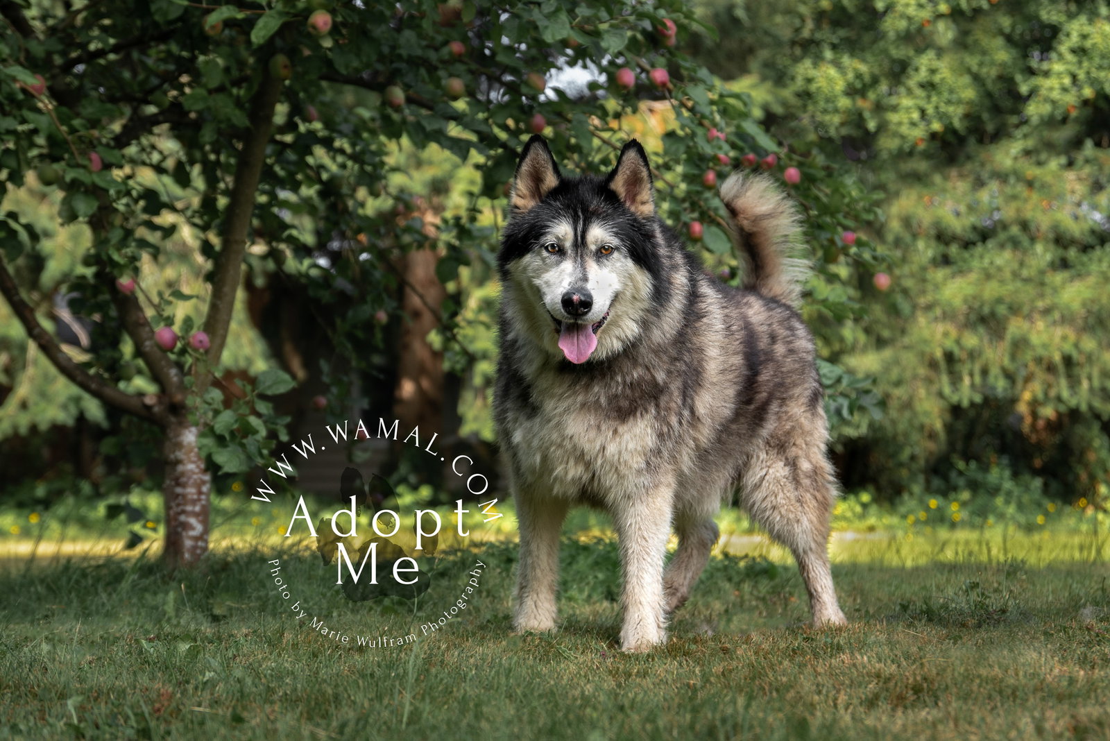 dog-image