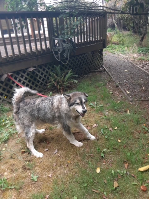 dog-image