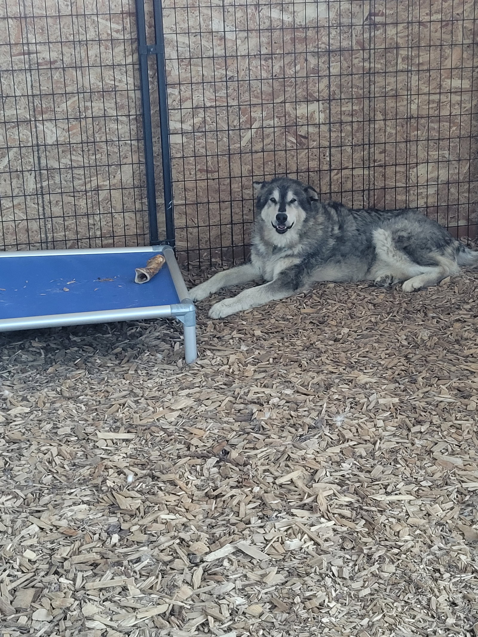 dog-image