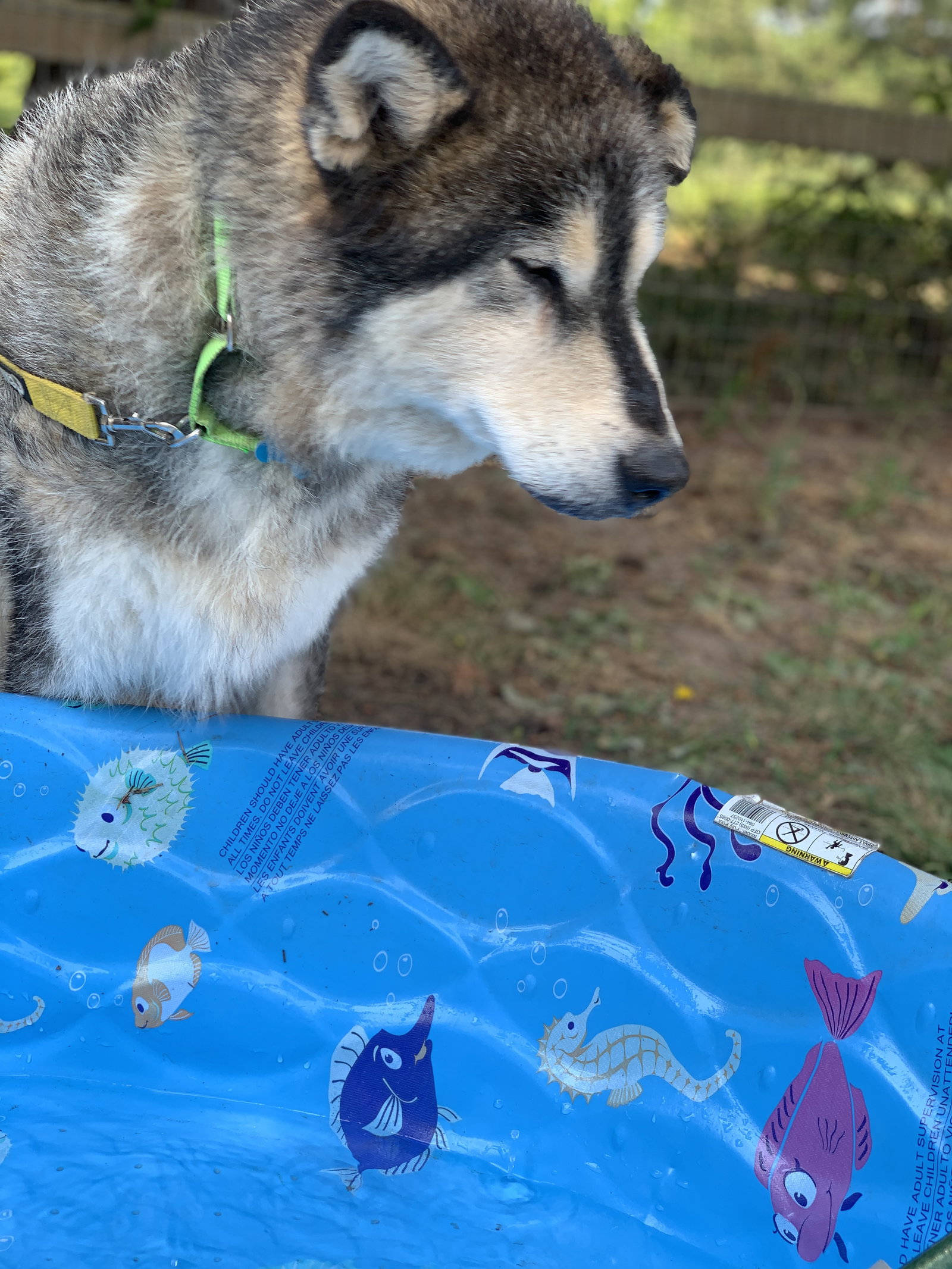 dog-image