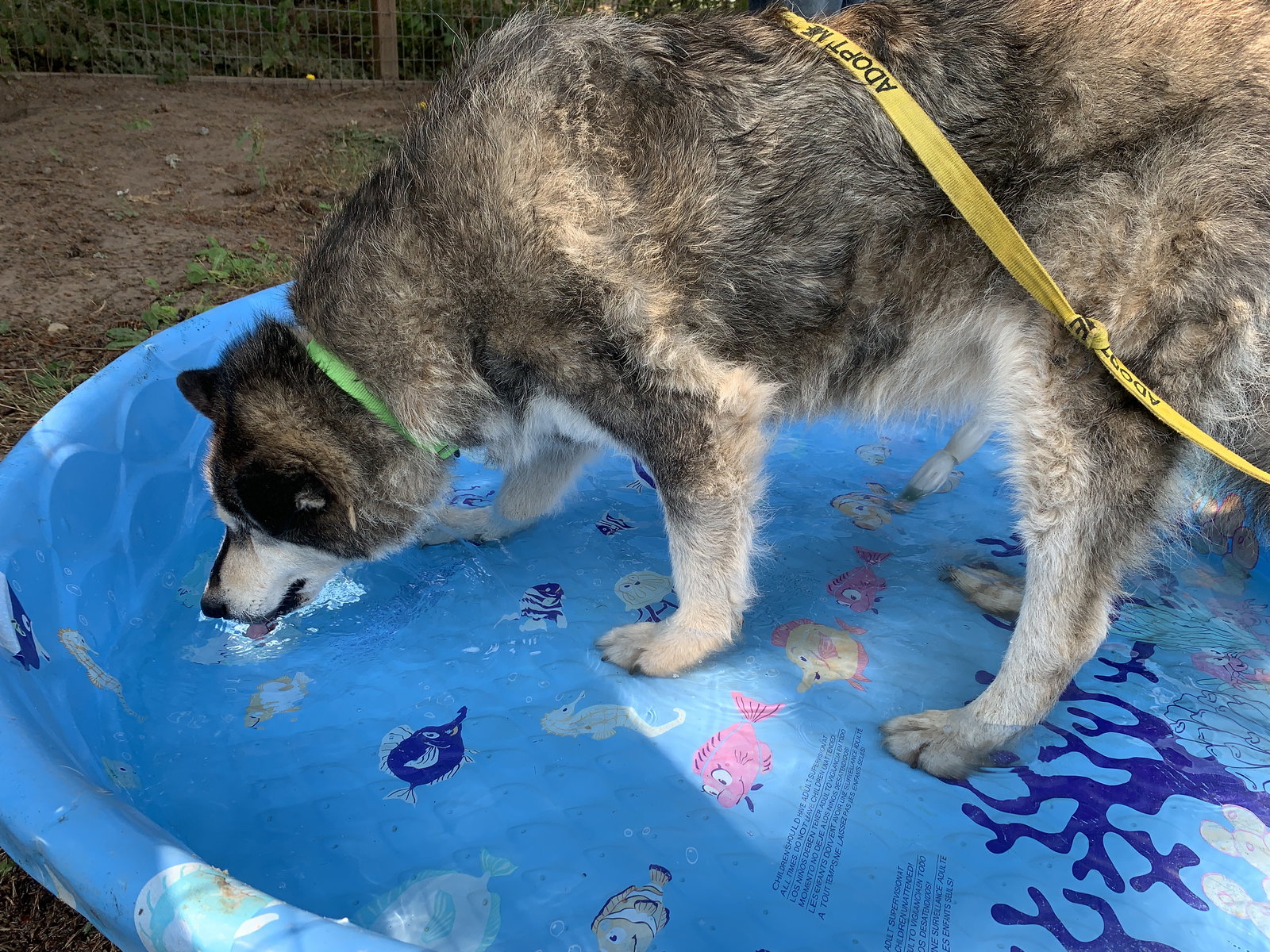 dog-image