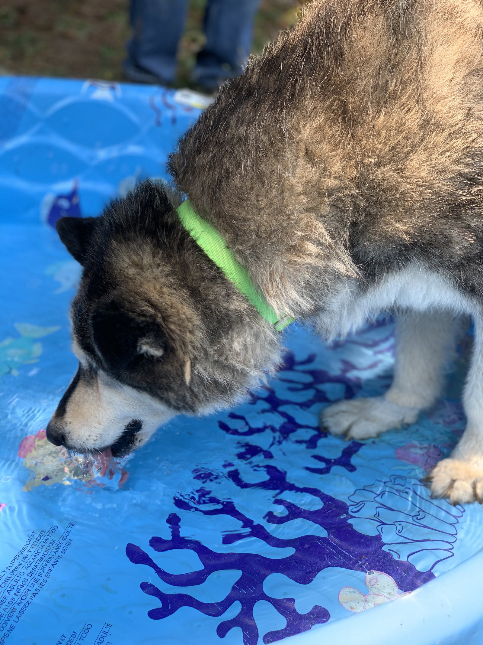 dog-image