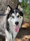 NIKO (Courtesy Listing)
