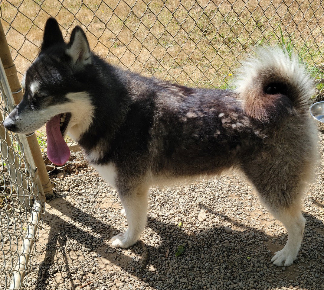 dog-image