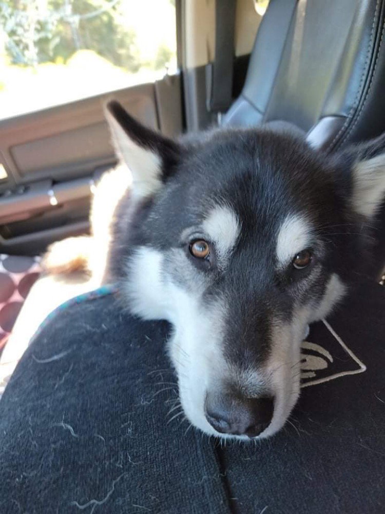 dog-image