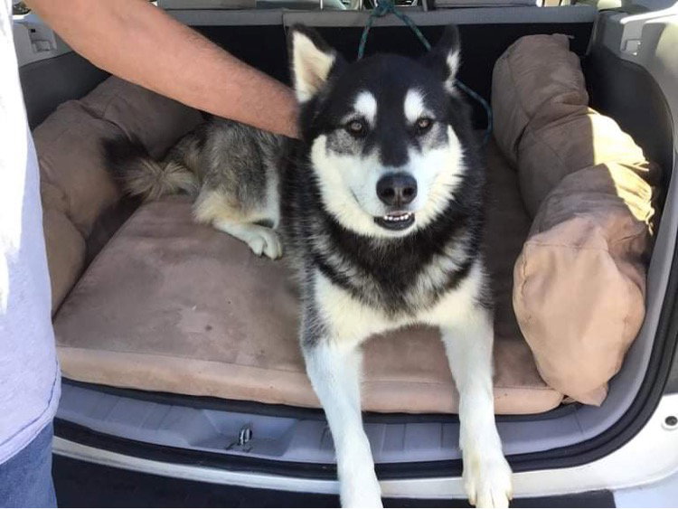 dog-image