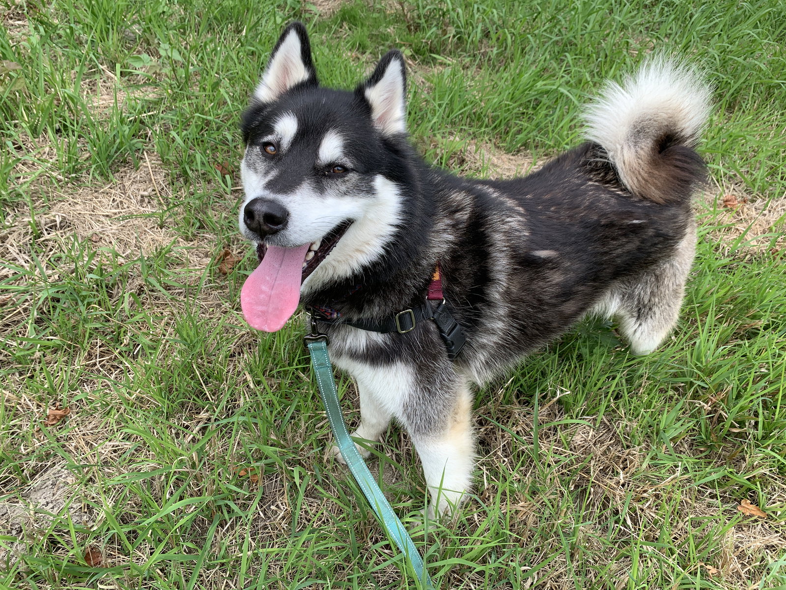 dog-image