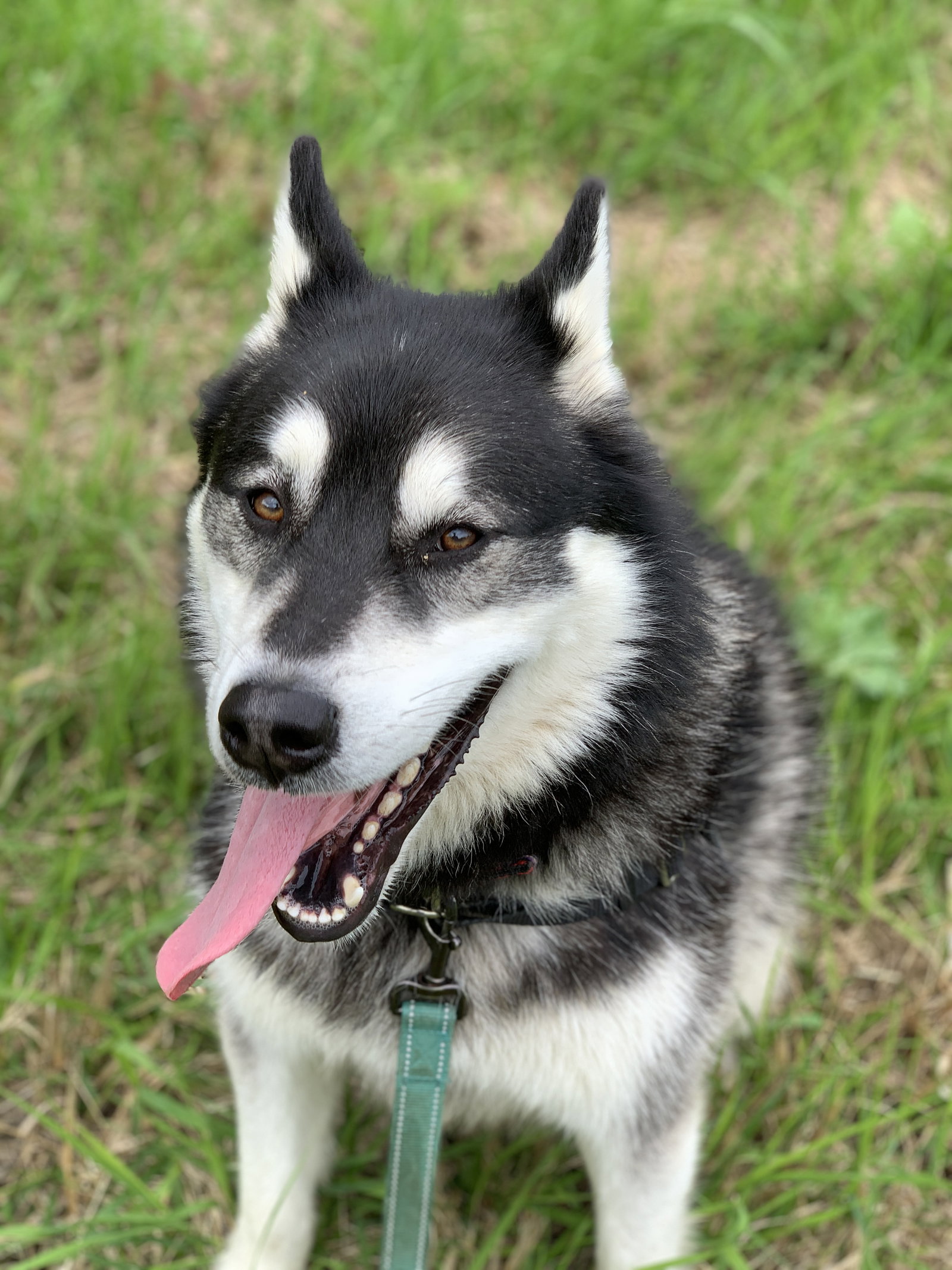 dog-image