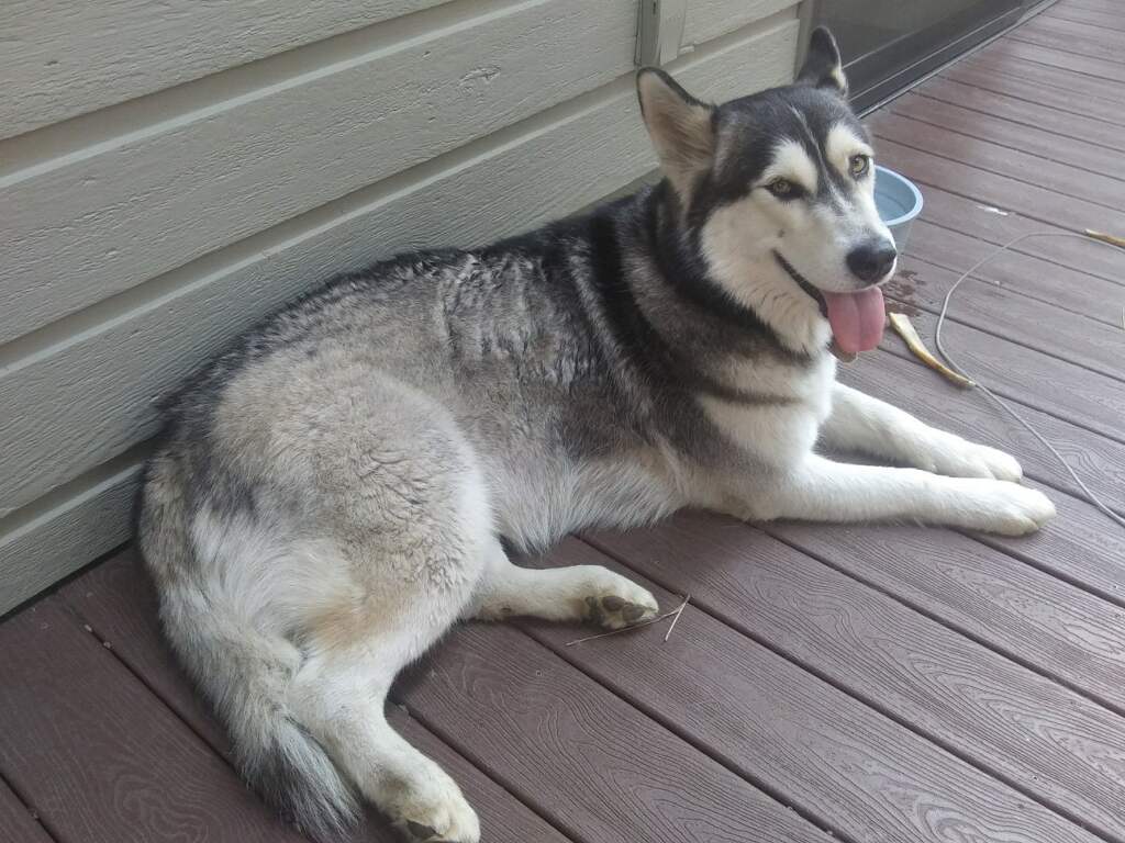 dog-image