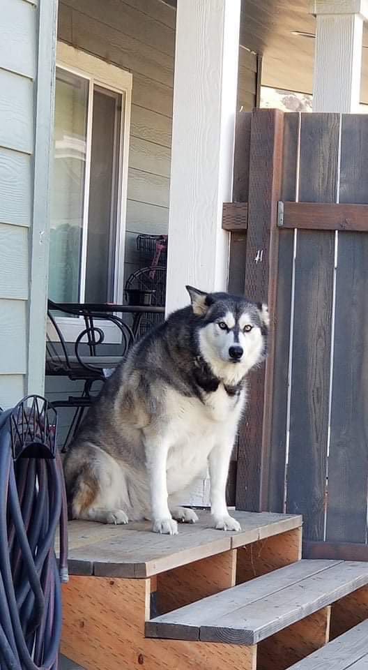 dog-image