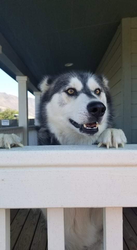 dog-image