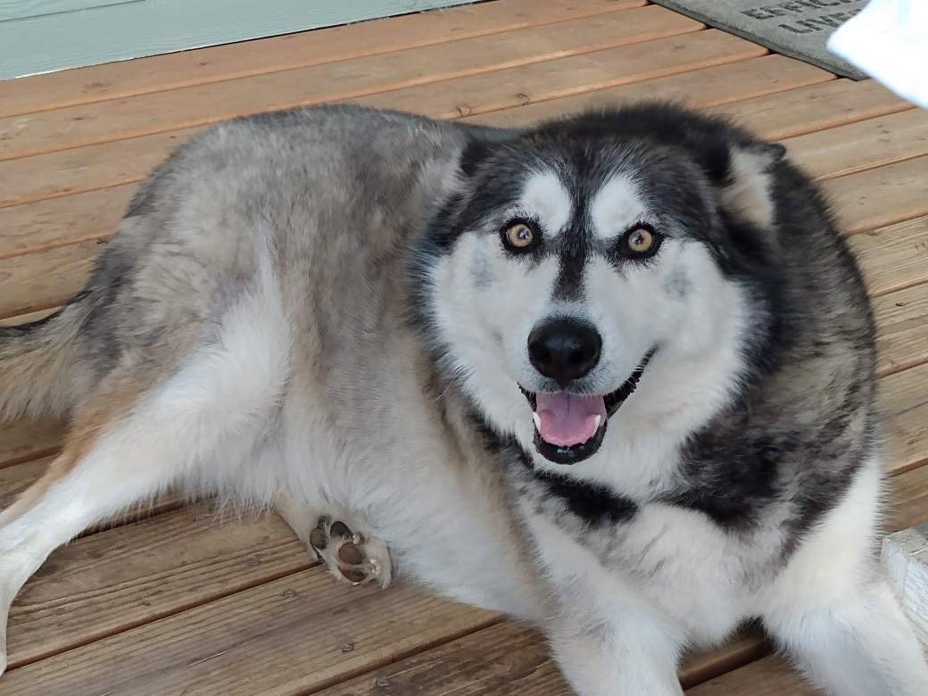 dog-image