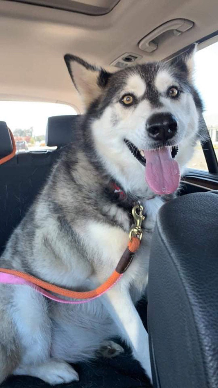 dog-image