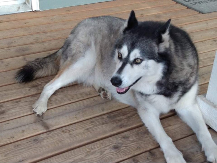 dog-image