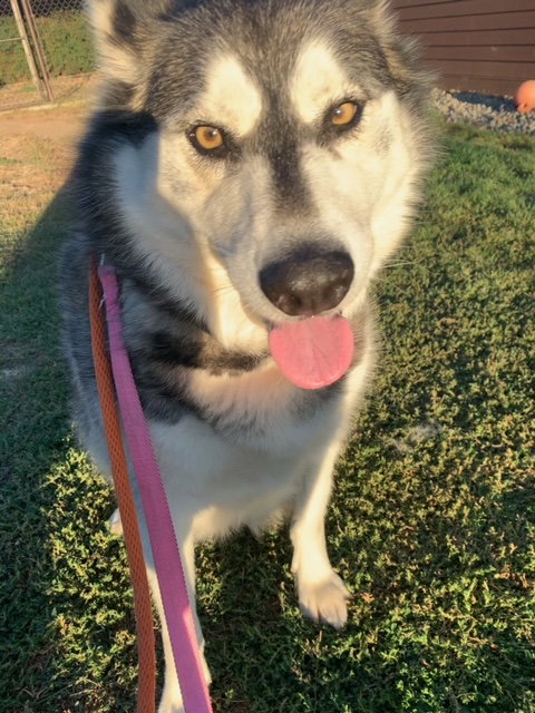 dog-image