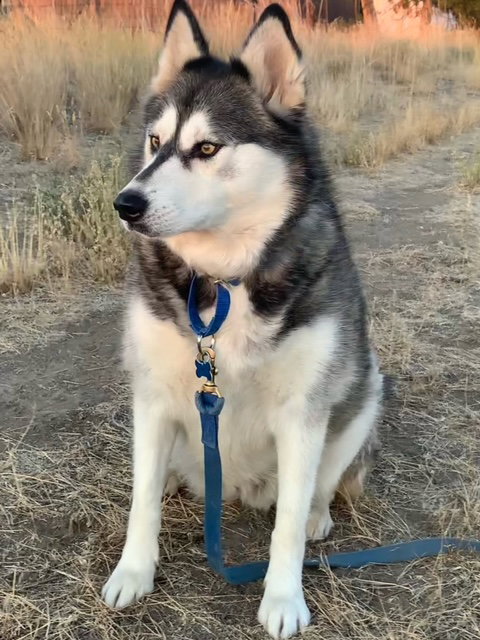 dog-image
