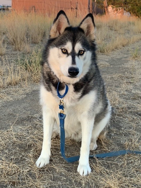 dog-image