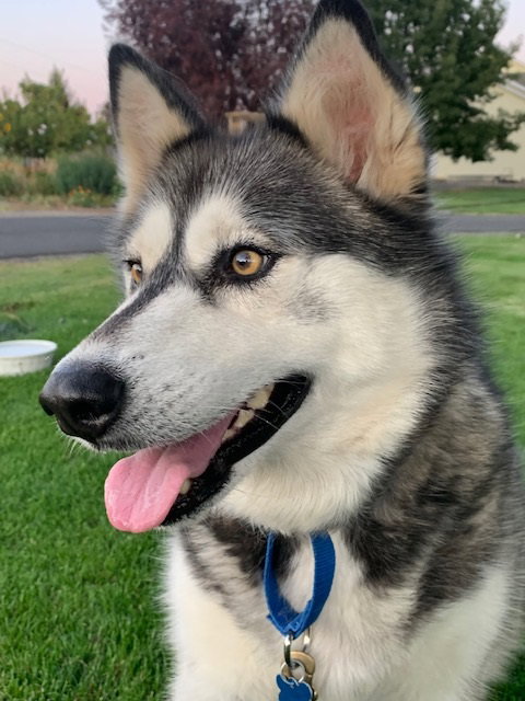 dog-image