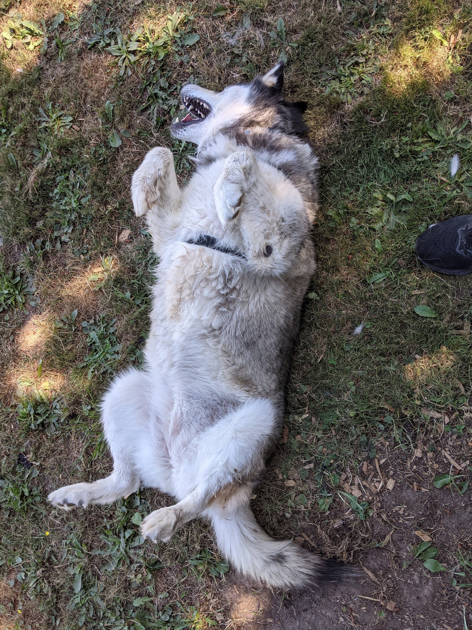 dog-image