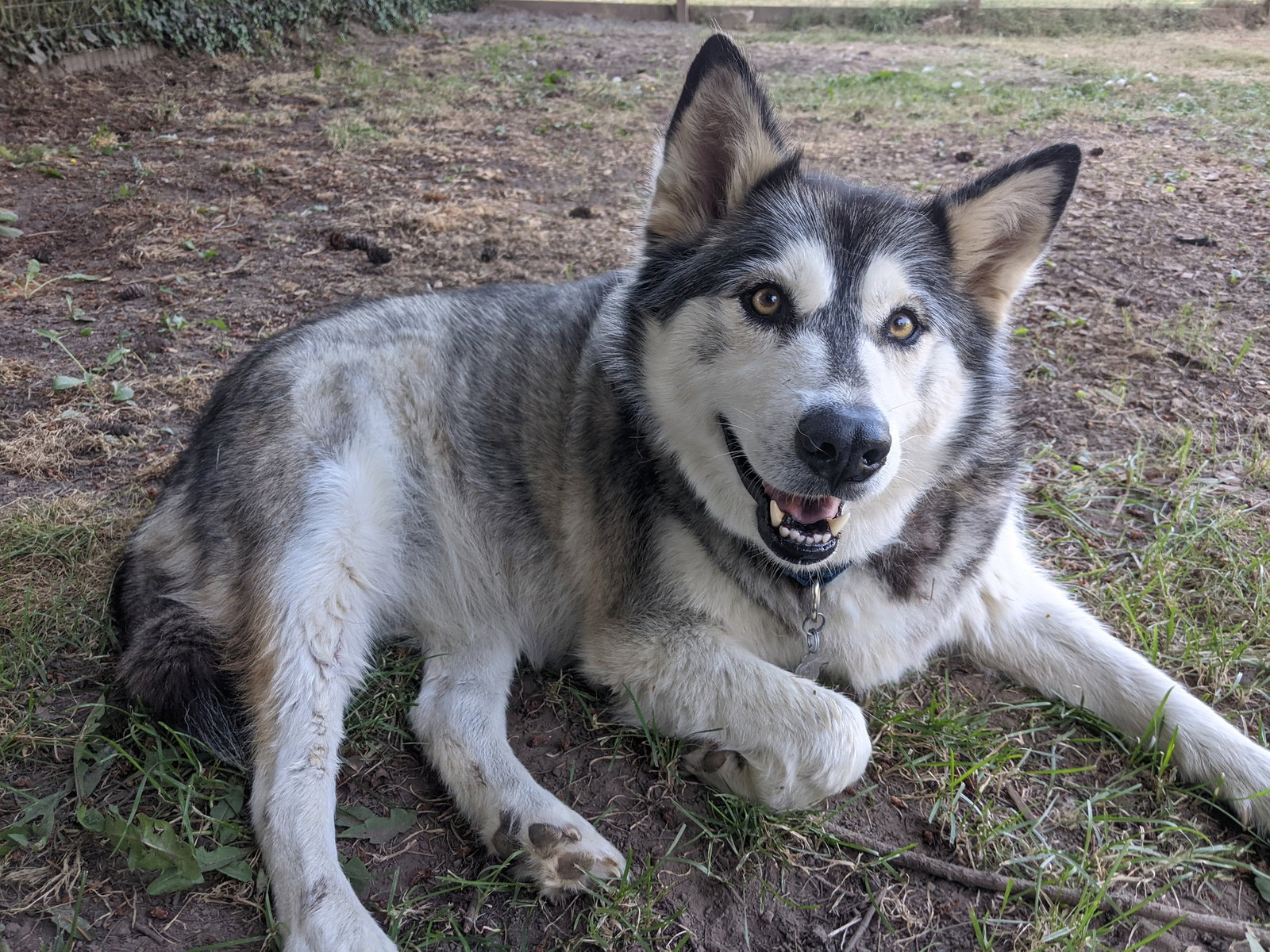 dog-image