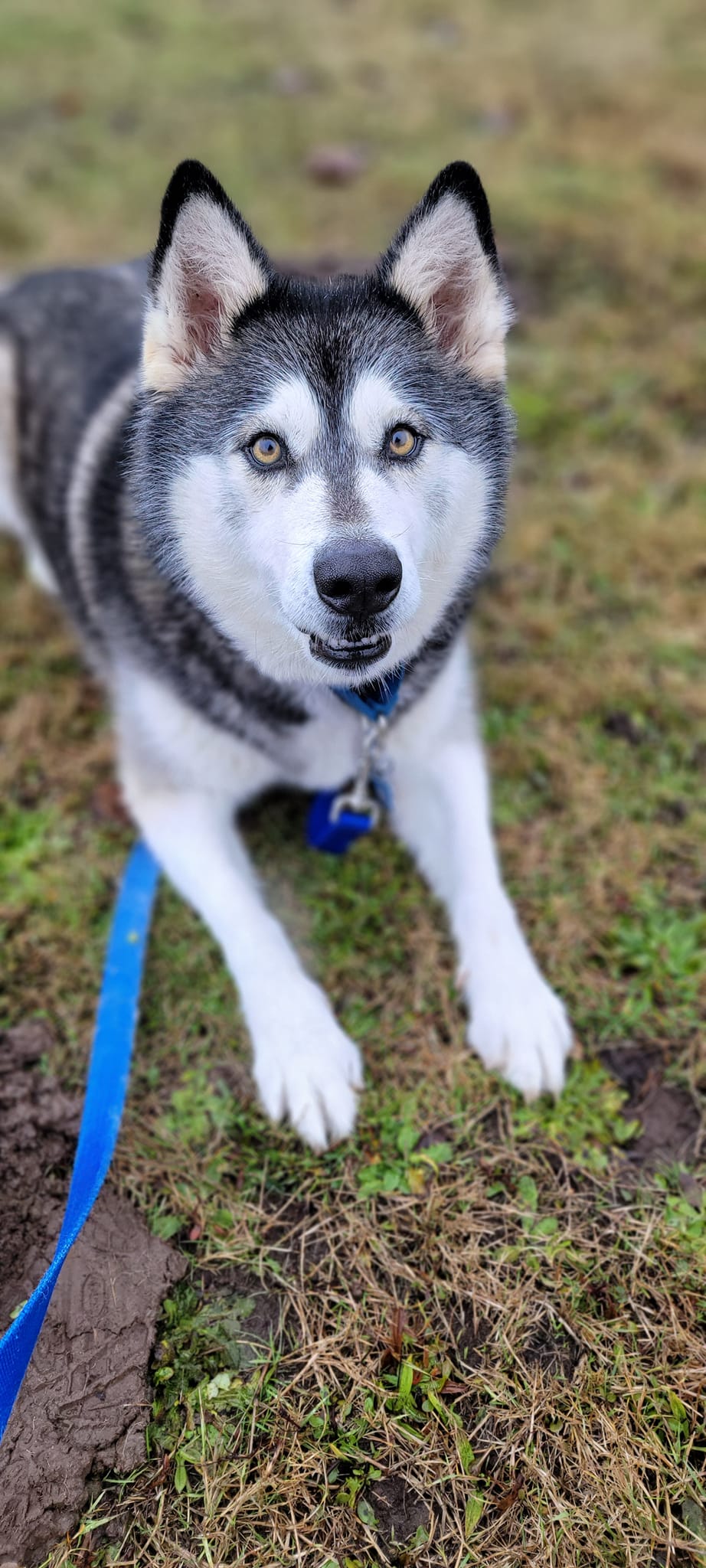 dog-image