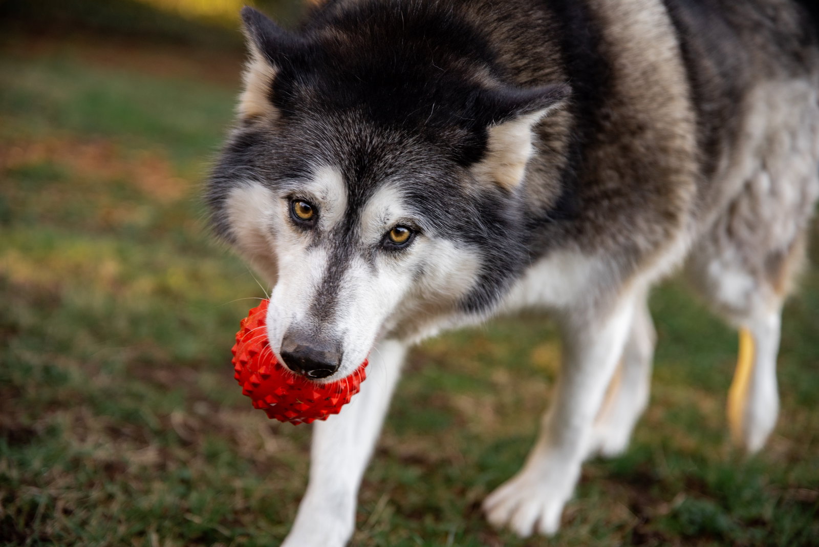 dog-image