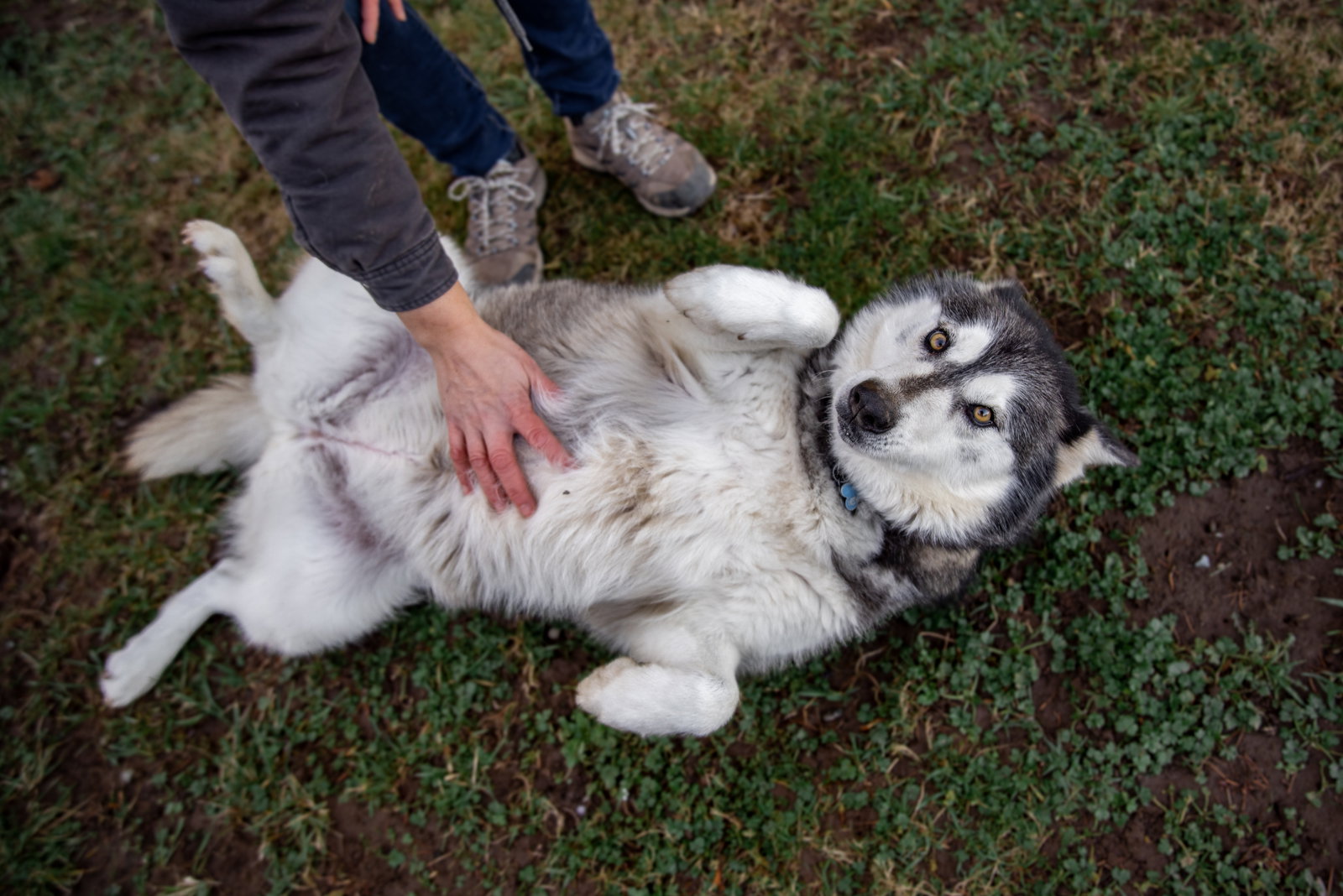 dog-image