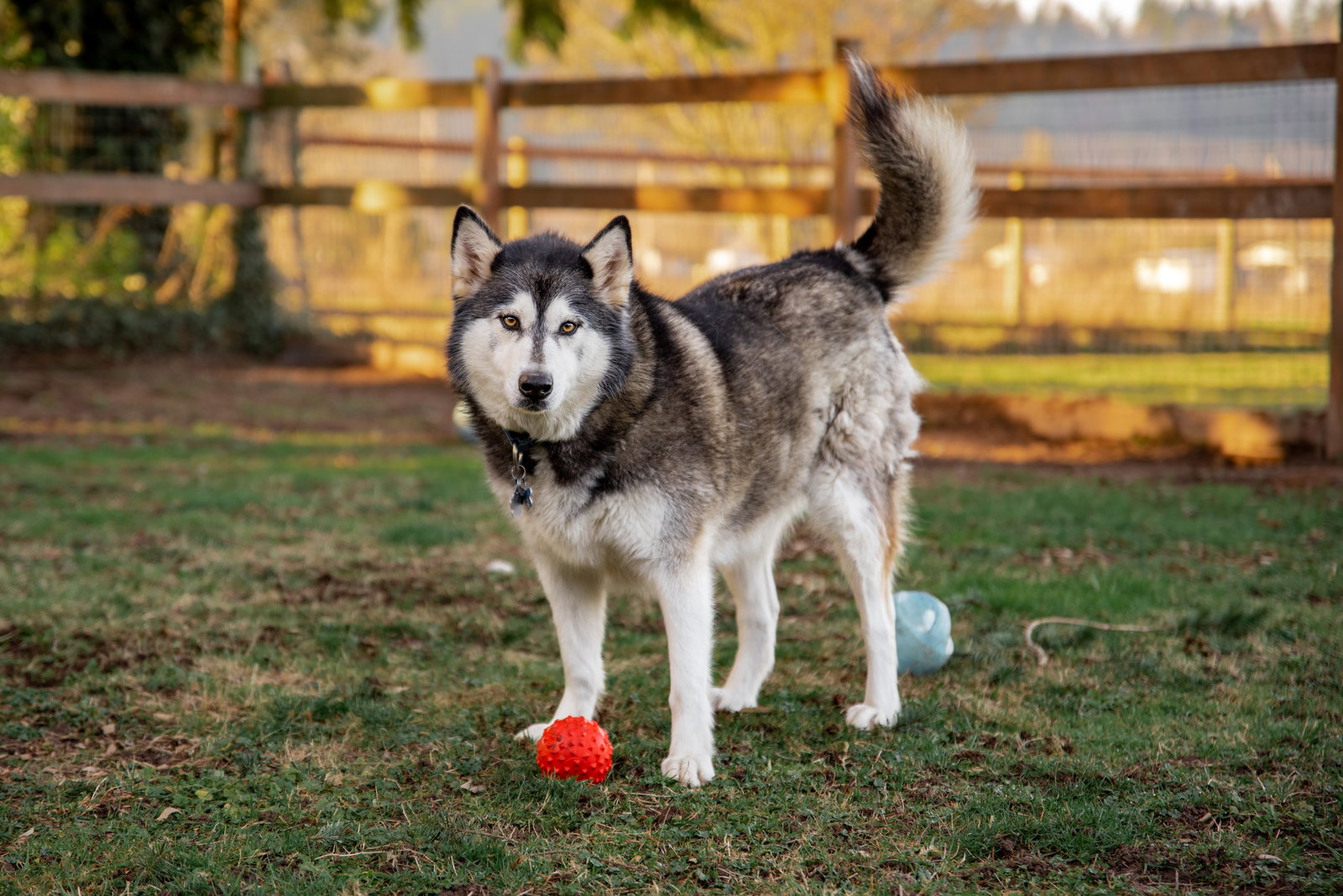 dog-image