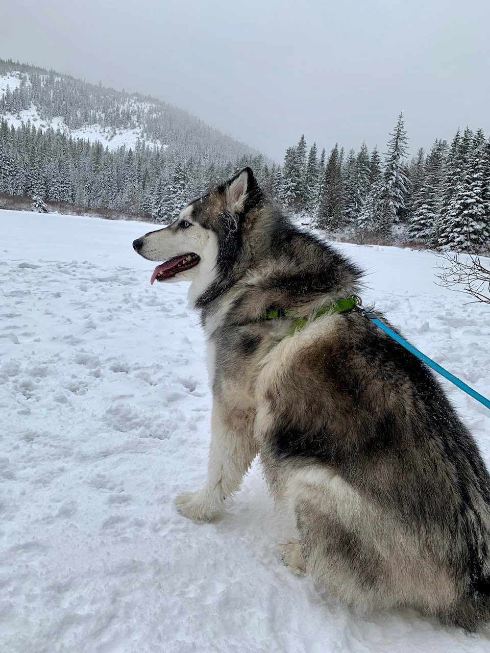 dog-image