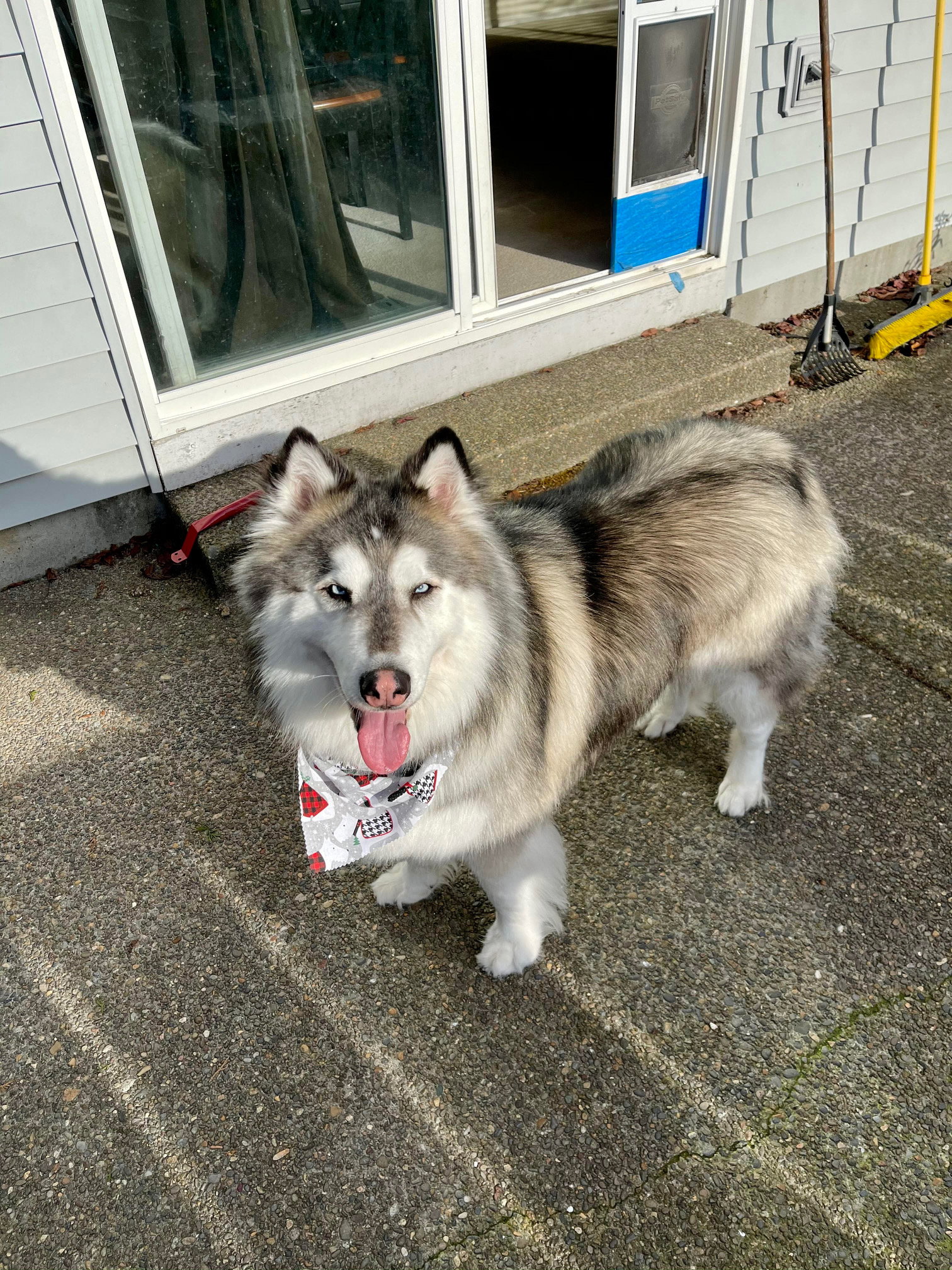 dog-image