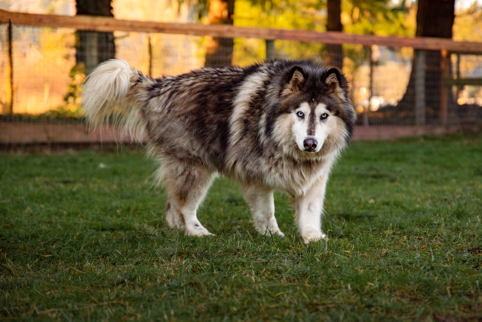 dog-image