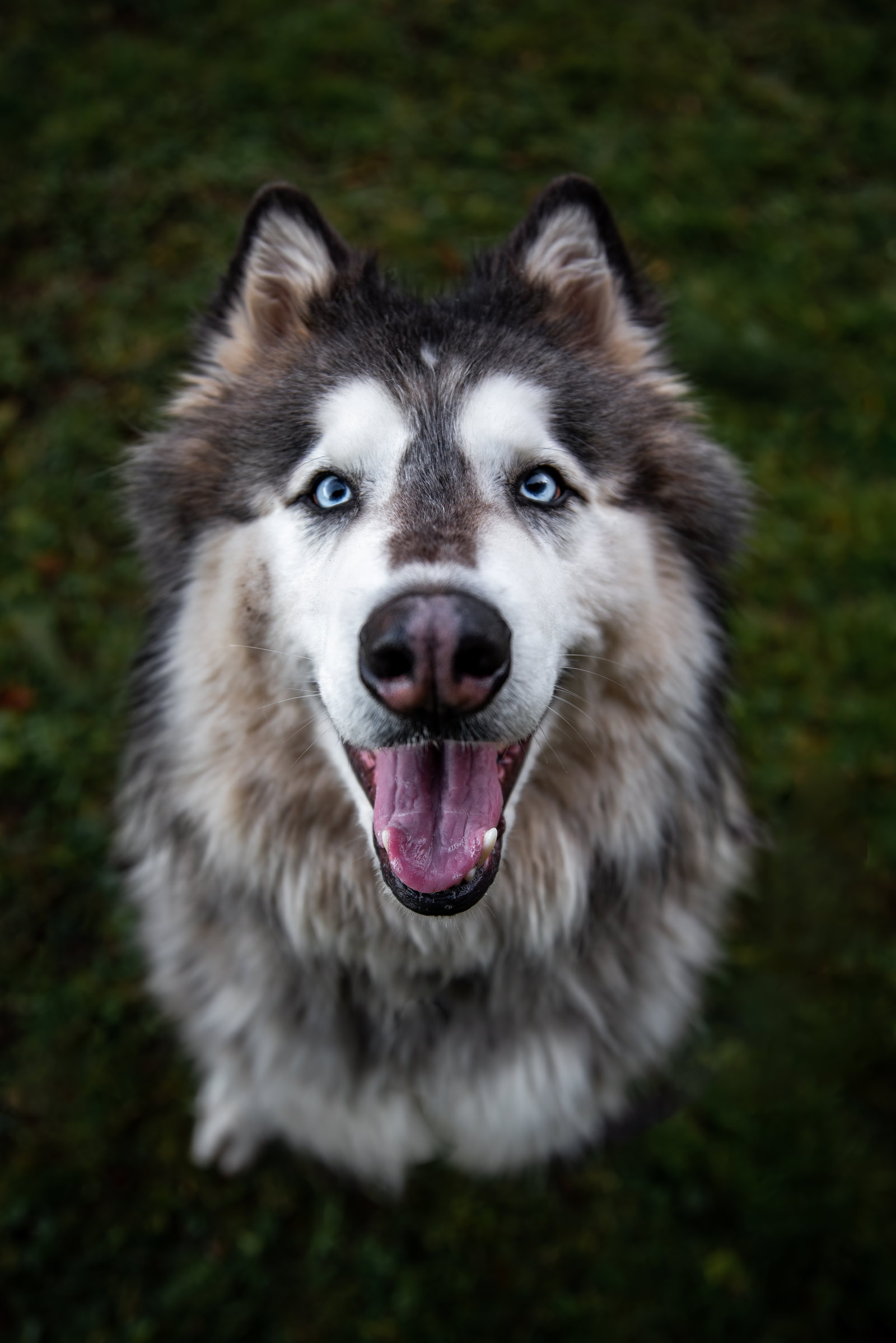 dog-image