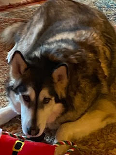 dog-image