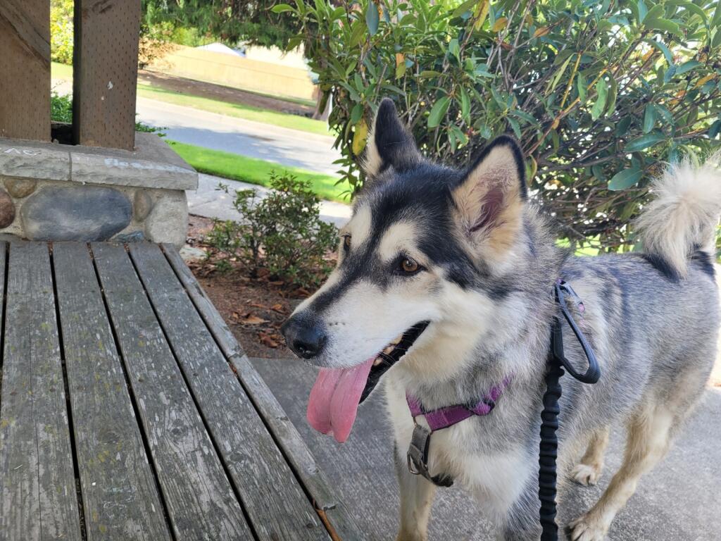 dog-image