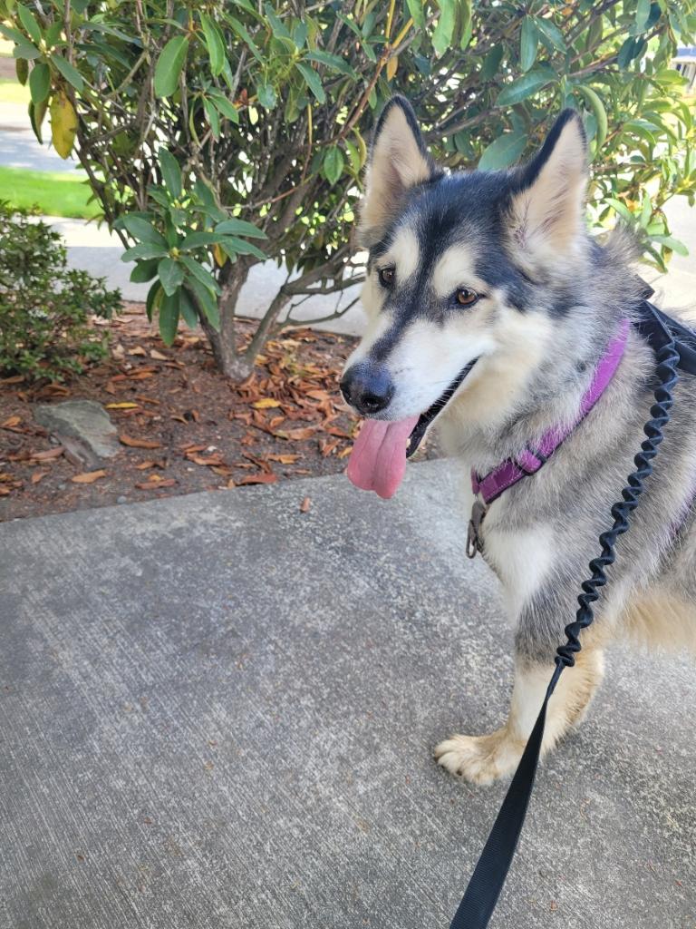 dog-image