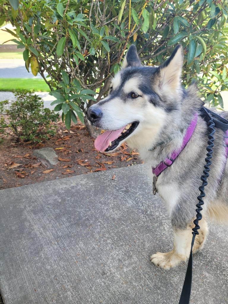 dog-image