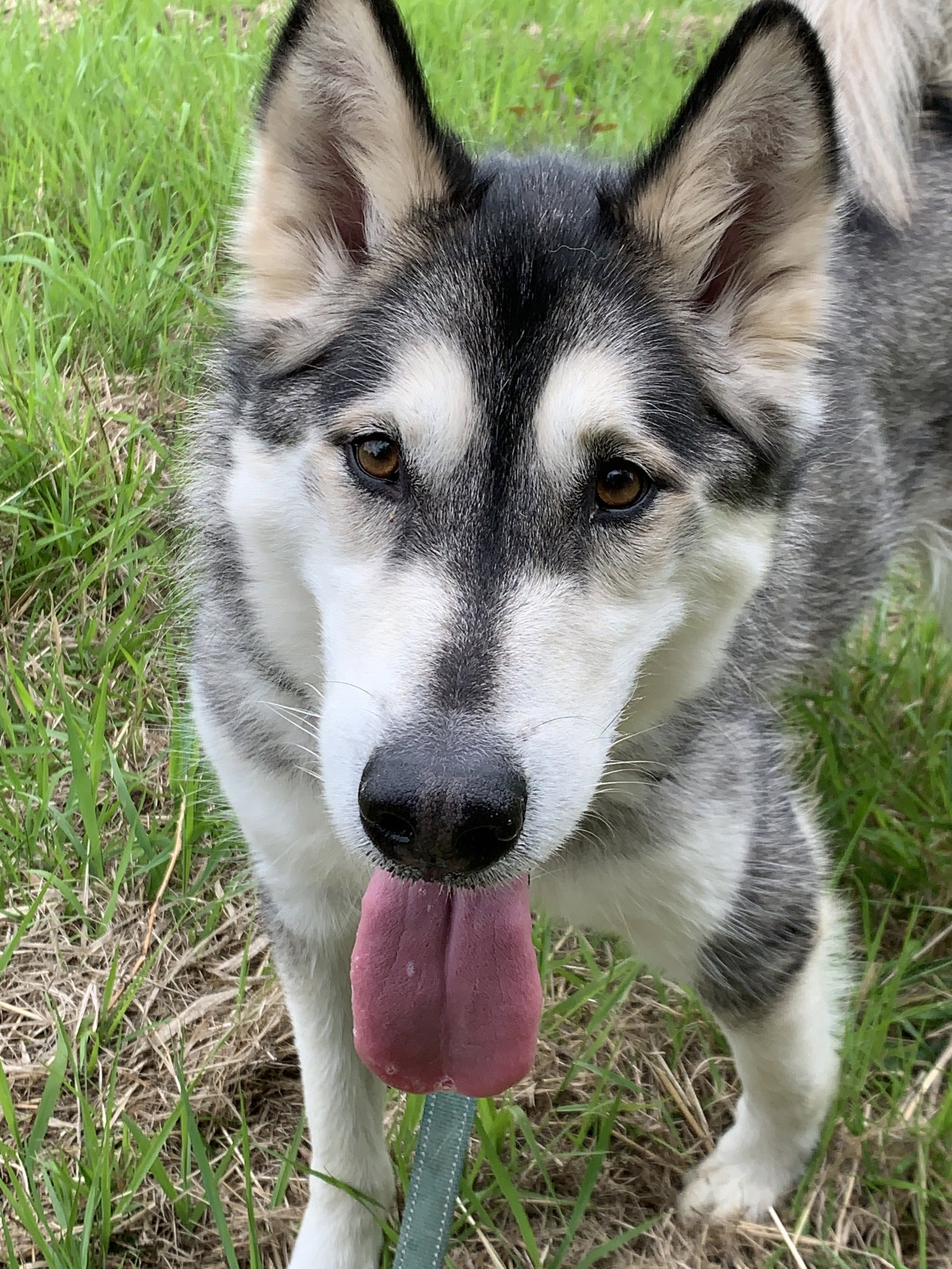 dog-image