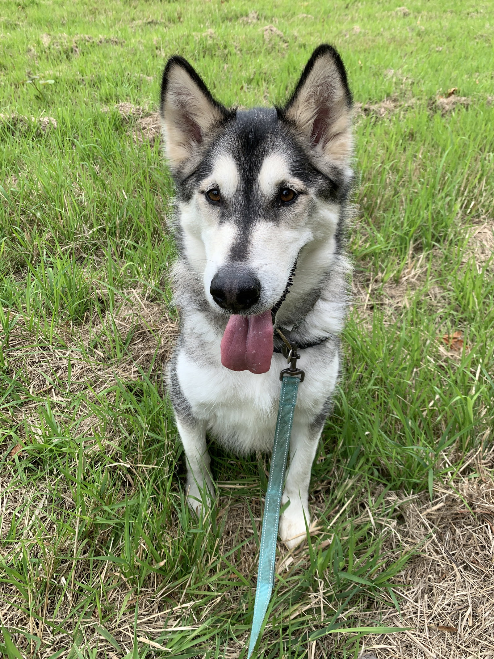 dog-image