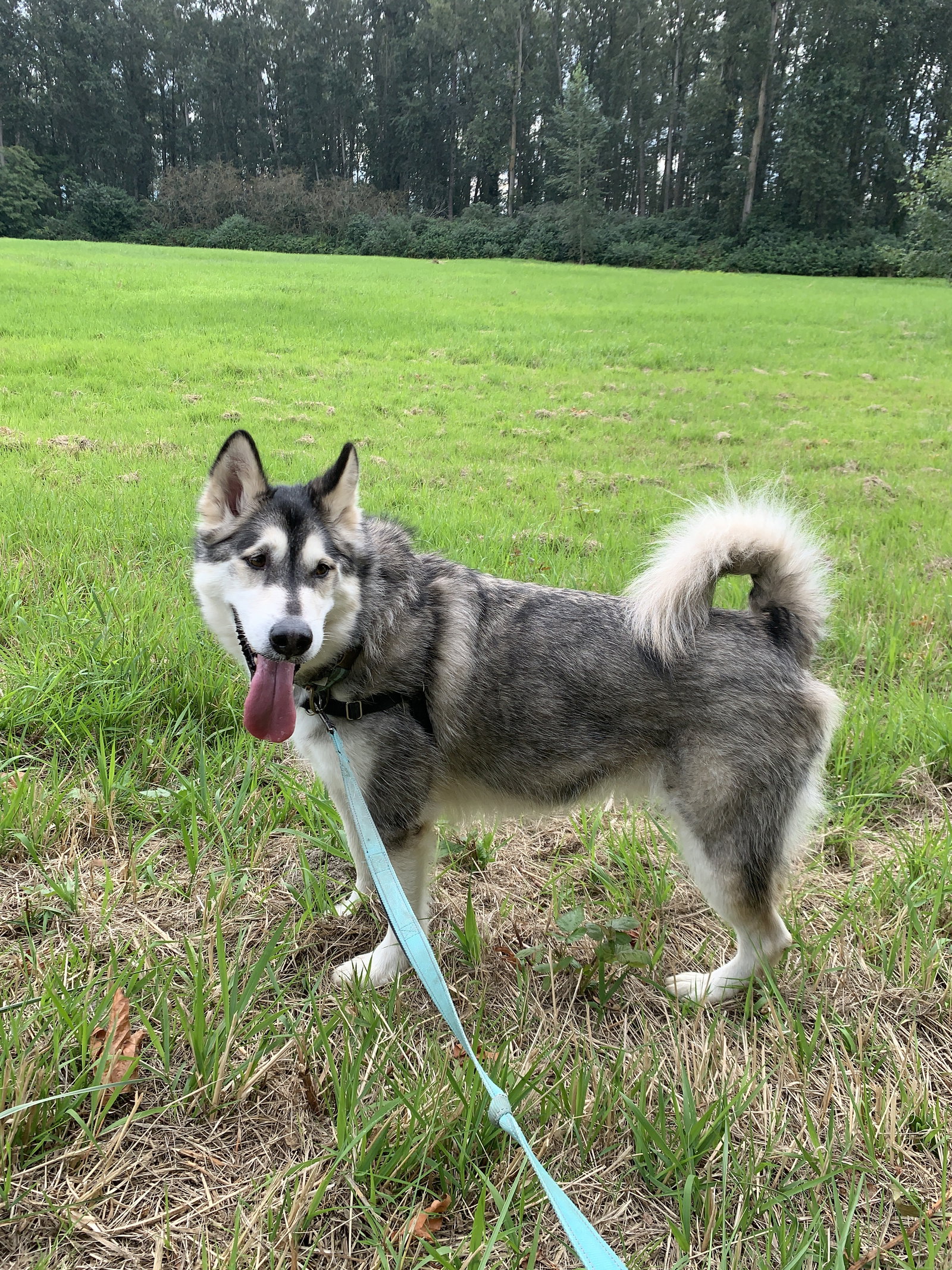 dog-image